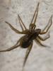 Pardosa sp.